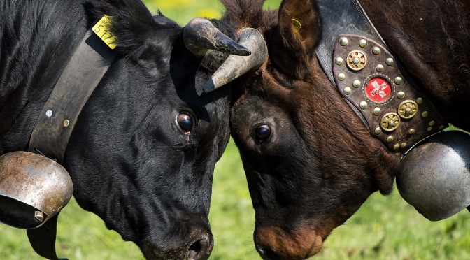 Cow fighting in Switzerland: another silly human sport