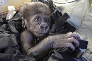 Baby gorilla Sept 26 2014