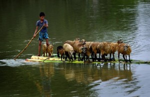 Boy & sheep in flood in India (EPA:STR) August 24 2015