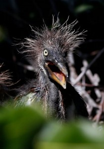 Tricolored heron hatchling at Wakodahatchee Wetlands:Delray Beach, Florida ( Rhona Wise:AFP:Getty Images)