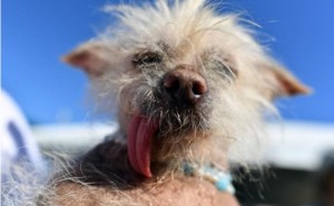 Josie, ugliest dog (JOSH EDELSON:AFP:GETTY