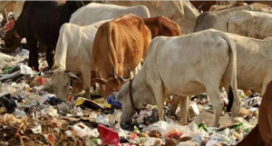 Cows in Lucknow India eating garbage June 10 2017